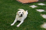 Animali Ammessi nell'Agriturismo Vigna Mai, Montiano