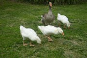 Animali in liberta' - Agriturismo Vigna Mai, Montiano