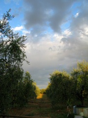 Filare di Olivi