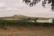 Vigneto Agriturismo Vigna Mai, Montiano