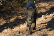 Cinghiale in liberta' nel Parco della Maremma